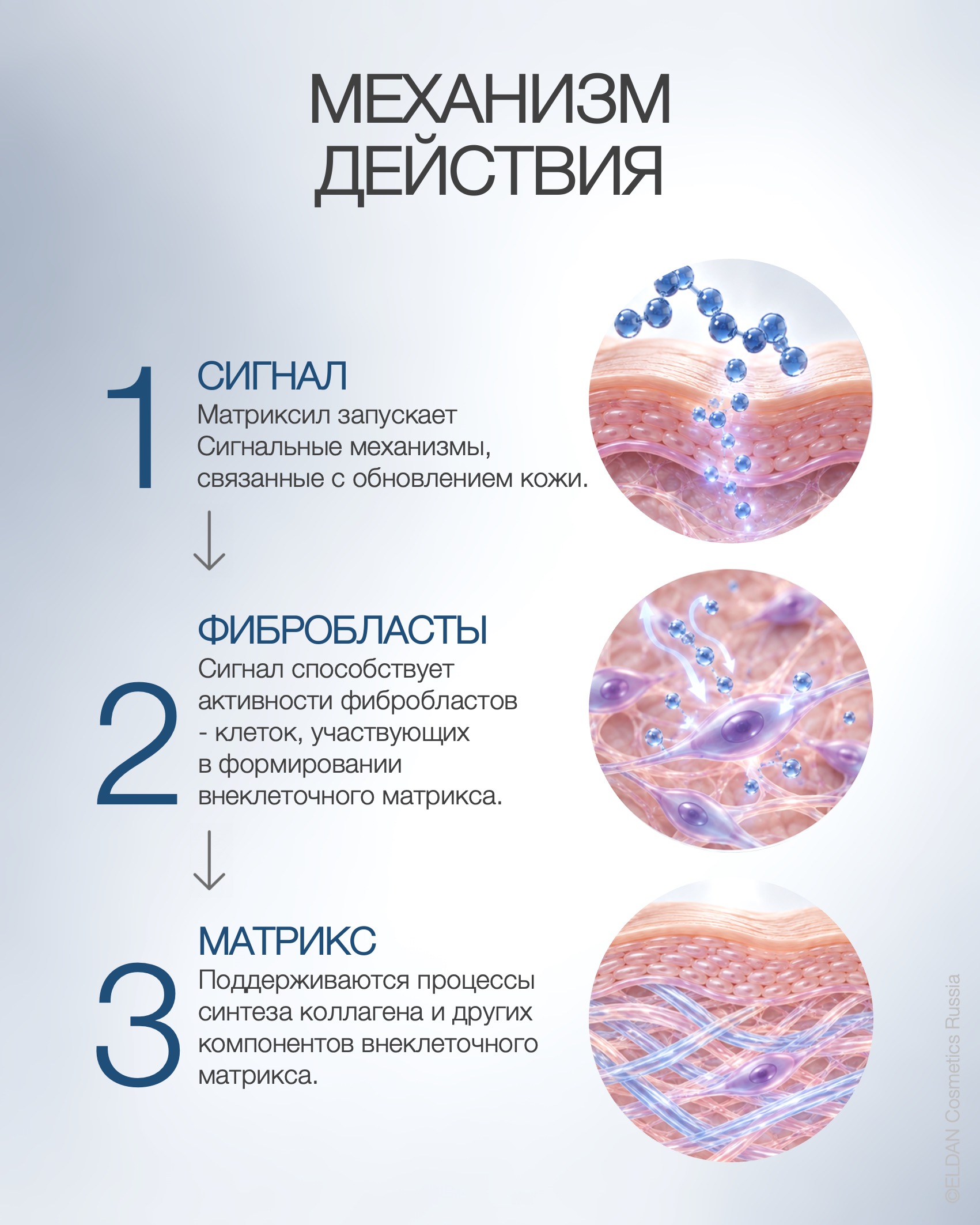 Пост матриксил и фибробласты 3.jpg